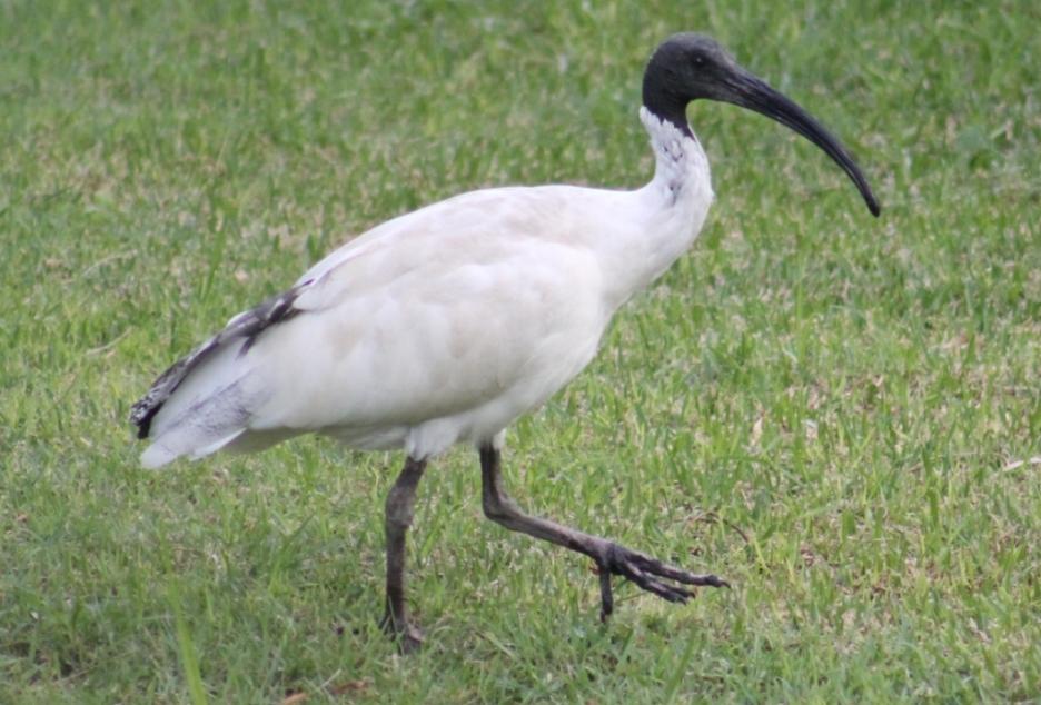 Image result for ibis australia