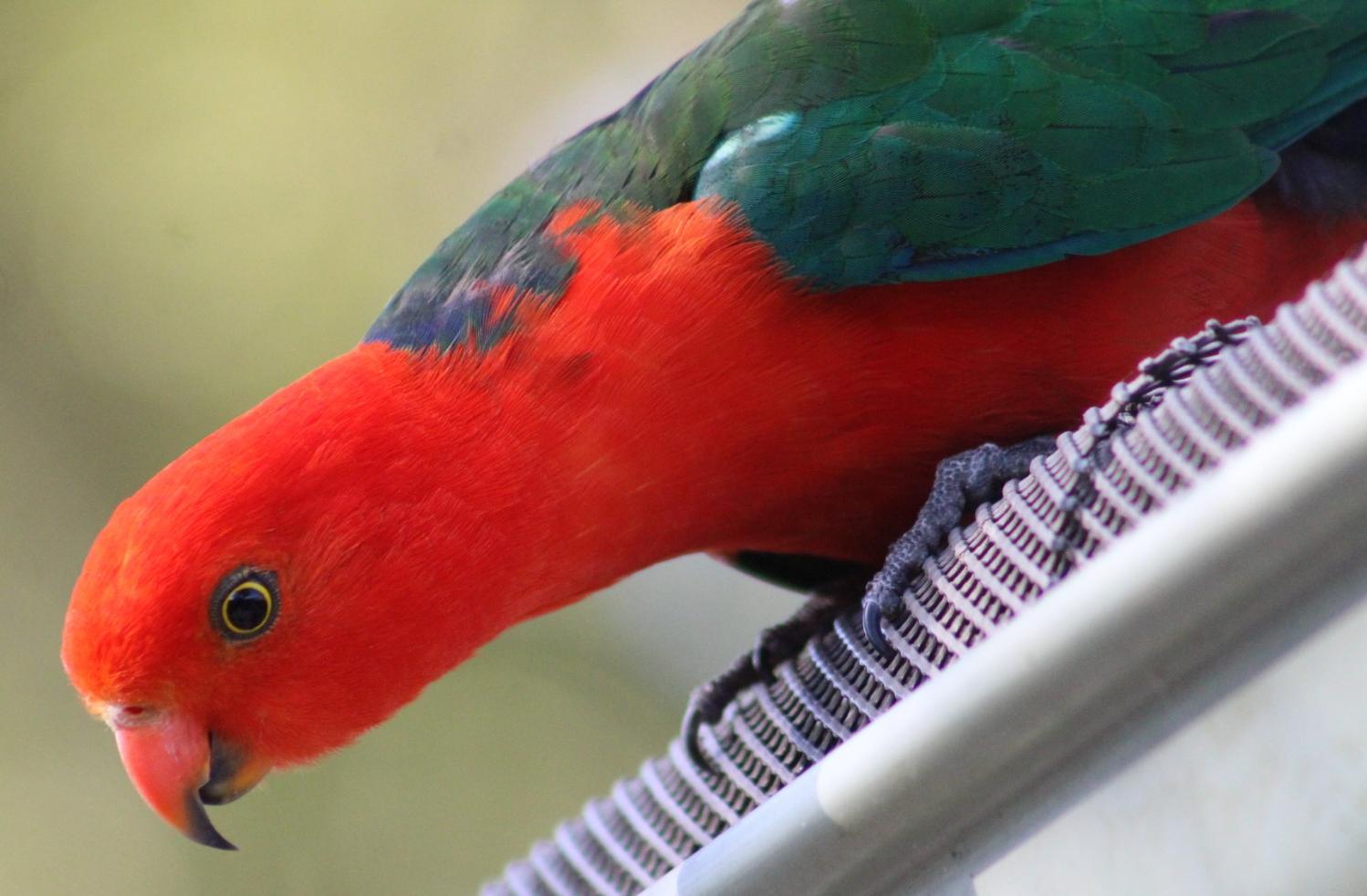 Pittwater Online News