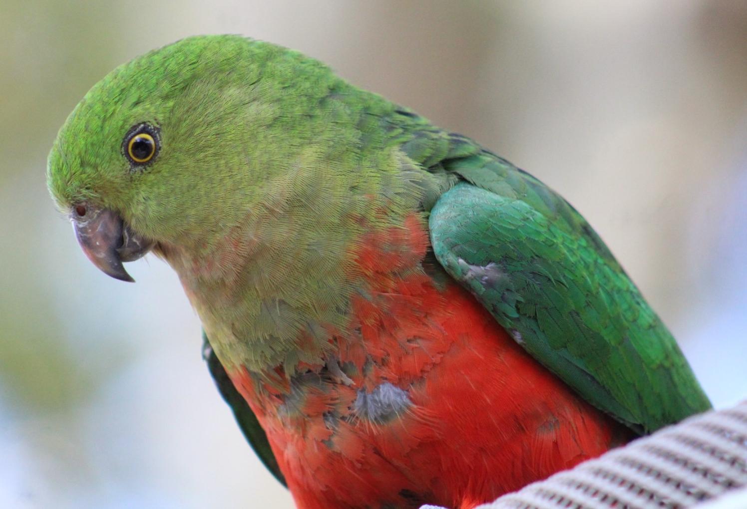 Pittwater Online News
