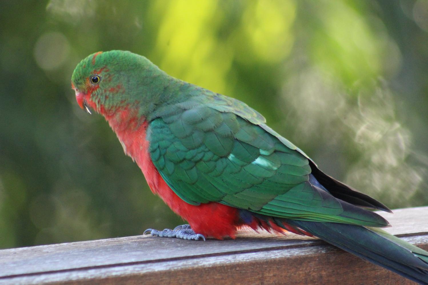 Pittwater Online News