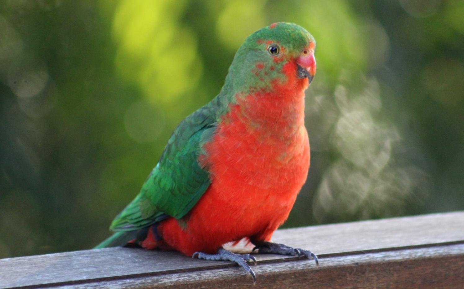 Pittwater Online News