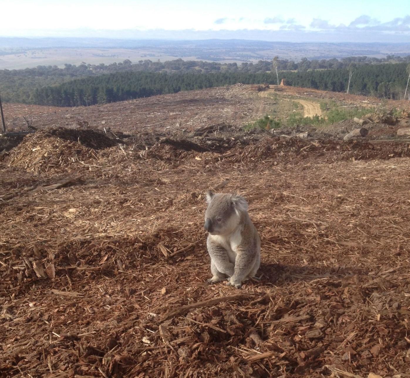 https://www.pittwateronlinenews.com/resources/Koala_Land_Clearing_biodiversity.jpg.opt1397x1287o0%2C0s1397x1287.jpg