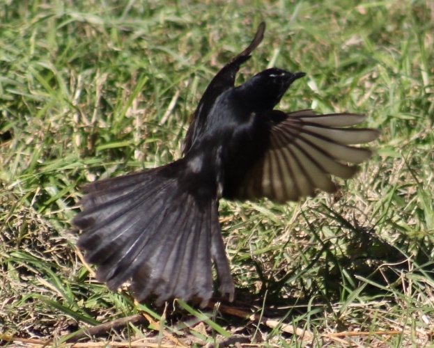 Willie-wagtail - Rhipidura leucophrys - black and white young australian  bird, Australia, Tasmania Stock Photo - Adobe Stock